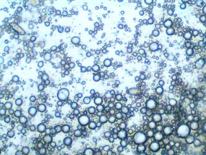 En esta microfotografía editada con filtro azul de un frotis de la emulsión descrita al cabo de 24 horas de ser elaborada, se pueden apreciar los glóbulos de la fase interna (acuosa). No se observan fenómenos de inestabilidad como agregación o coalescencia.