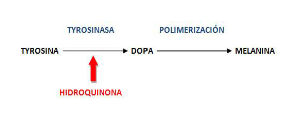 Hidroquinona: propiedades fisicoquímicas e incorporación